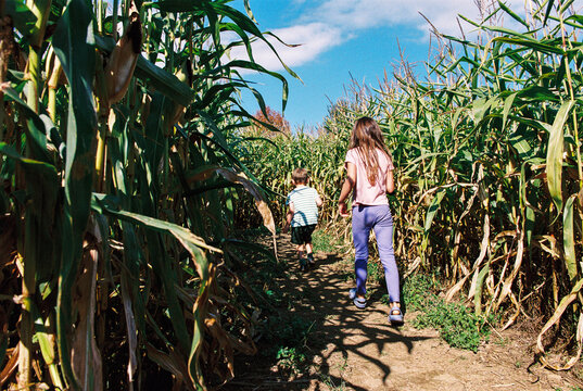 Siblings Explore a Corn Maze Together in Autumn