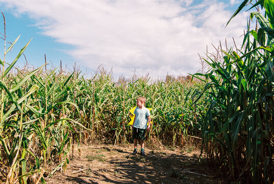 Child Plays Outside Lost in a Corn Maze 