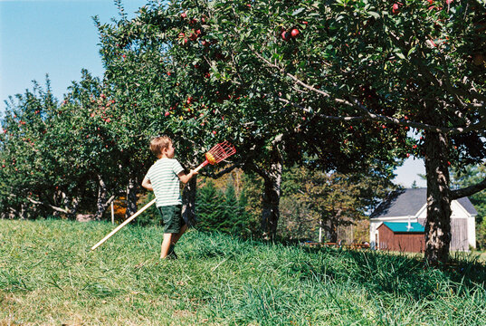 Child uses Picker on Pole to Pick Apples in Orchard