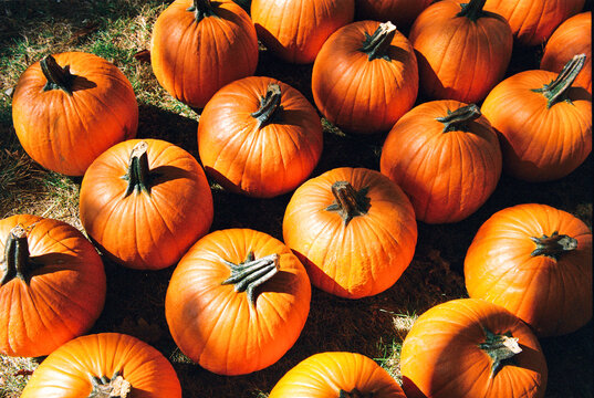 Orange Pumpkins Lined up in the Grass