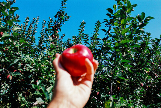Blurry Foreground Film Photo of Hand Holding Apple in Orchard