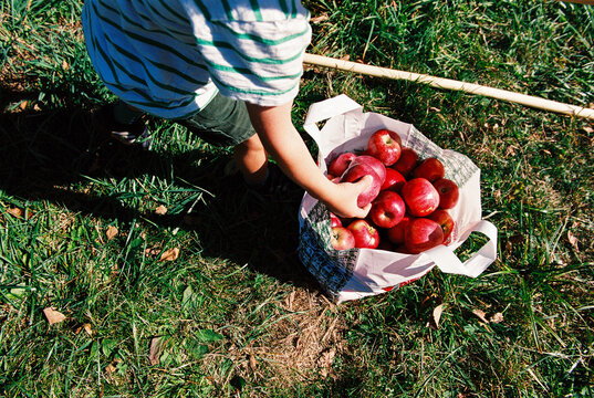 Child at Orchard Drops Freshly Picked Apple into Bag