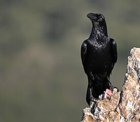 Fototapeta premium a huge black crow perched on a rock