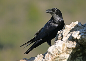 a huge black crow perched on a rock