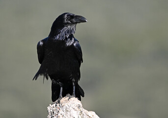 Fototapeta premium a huge black crow perched on a rock