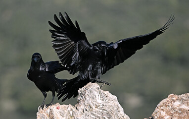 Fototapeta premium a huge black crow perched on a rock