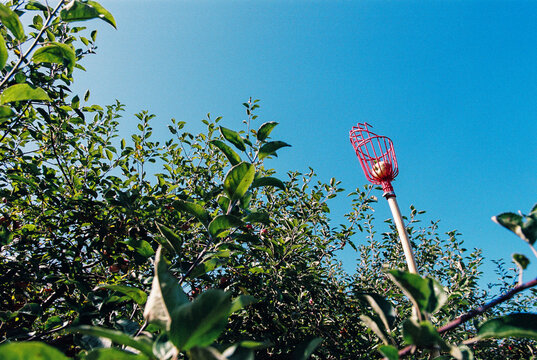 Fruit Picker and Tree in Apple Orchard