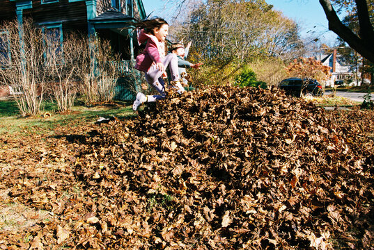 Children Have Fun Jumping in Leaf Pile in Backyard
