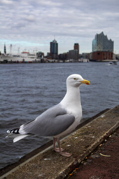 M&ouml;we vor Elbphilharmonie Hamburg