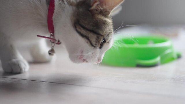 Profile of white aegean cat eating from bowl on floor indoors, slow motion