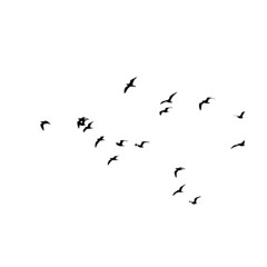 Fototapeta premium Flock of seagulls flying in the sky silhouette, coastal birds in flight for nature landscape design
