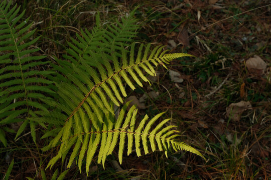 Ferns in forest St Marks Wildlife Refuge Florida