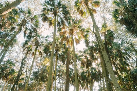 Palm Tree Forest St Marks Refuge Florida