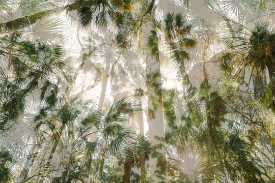 Double Exposure Tropical Florida Palm Trees