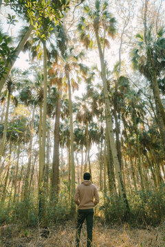 Hiker Exploring Tropical Forest. St Marks Wildlife Refuge, Florida