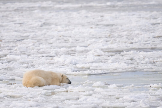 Polar Bear Rests On The Ice In Hudson Bay, Churchill, Canada  