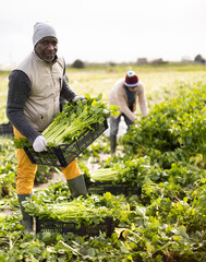 Smiling middle-aged man holding plastic crate with fresh celery on green agricultural plantation