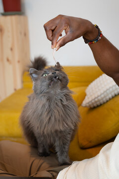 Gray fluffy cat playing with string