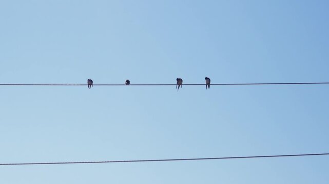 Swallow birds resting on electric power line wire during migration on south