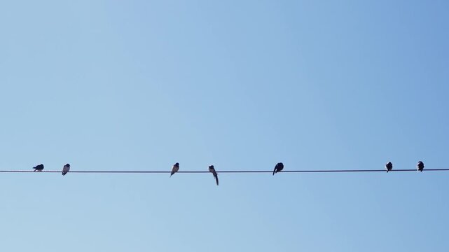 Flock swallows birds on the power line with blue sky