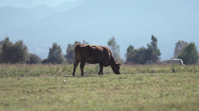 Herd of cows grazing on a farmland meadow, slow motion
