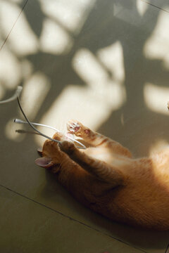 Orange cat plays with a cord