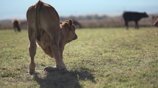 Calf baby cow mini hereford stand up and walk in field pasture, slow motion