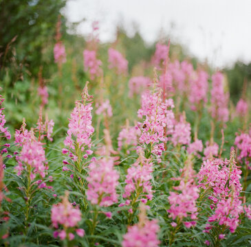 Fireweed with bee