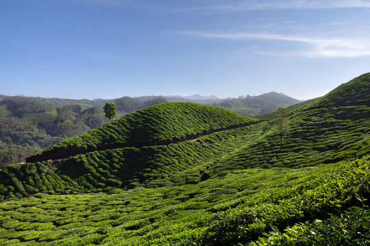 Tea plantation hillside