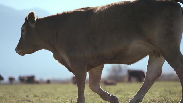 Herd of cows grazing on a farmland meadow, slow motion