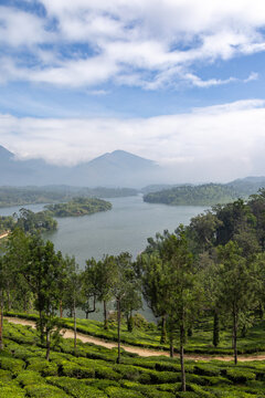 Tea plantation and lake