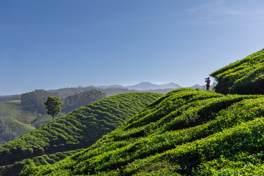 Photographer in a tea plantation.