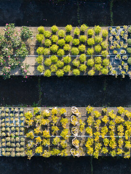 Aerial Top View of Nursery Rows with Potted Plants in Sunlight