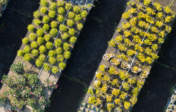 Aerial Top View of Nursery Rows with Potted Plants in Sunlight