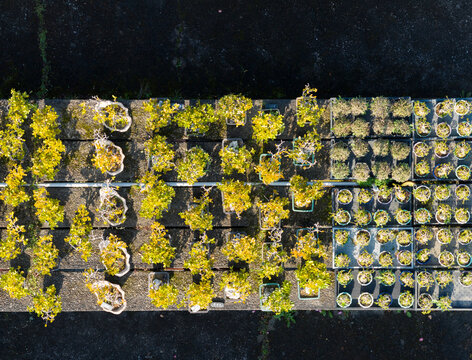Aerial Bonsai Nursery with Golden Autumn Foliage