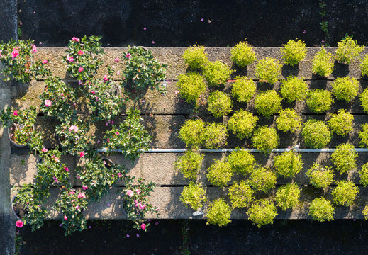 Aerial View of Flowering and Green Plants in Nursery