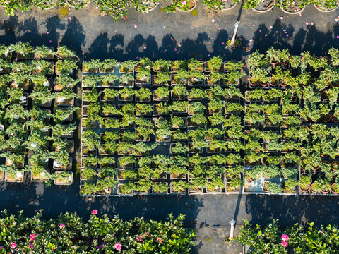 Aerial View of Organized Plant Nursery with Bonsai Tree
