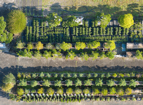 Aerial View of Organized Bonsai Plant Nursery