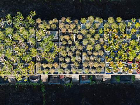 Aerial View of Bonsai Tree Nursery Display Collection