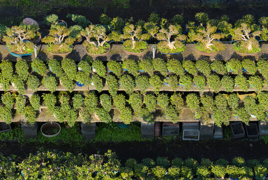 Aerial View of Bonsai Trees in a Nursery Garden