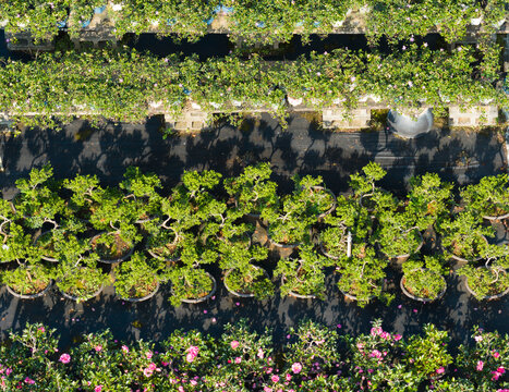 Aerial View of Potted Bonsai Trees and Garden Nursery