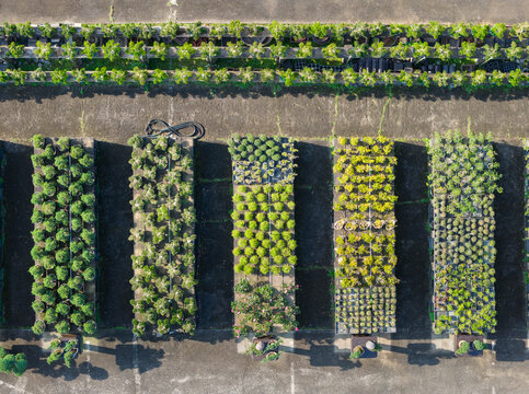 Top-Down of Neatly Arranged Potted Plants in Nursery