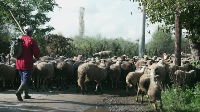 Flock of sheep with shepherd and dog moving on pasture, slow motion cinematic view