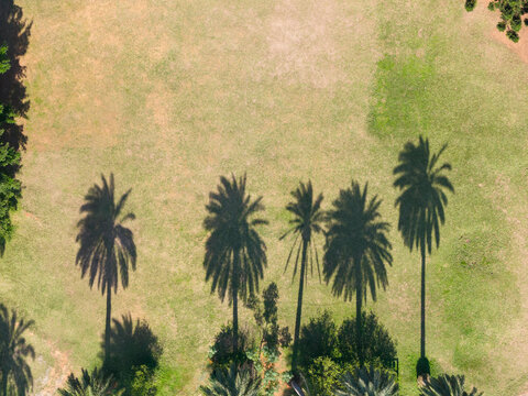 Aerial View of Palm Tree Shadows on Grass Field