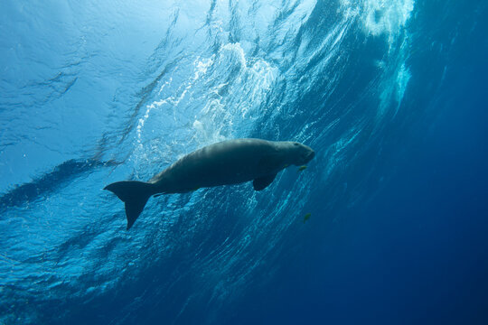 Dugong against the sea surface, viewed from below