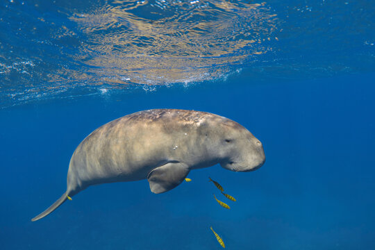 Dugong (Dugong dugon) underwater. Sea cow in the blue sea.