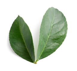Fresh green leaves of citrus plant isolated on white, top view