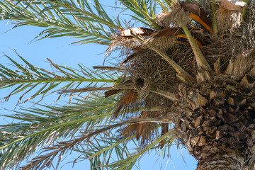 Naklejka premium Green parrot sitting in palm tree against blue sky