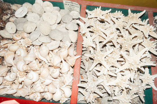 Seashells for sale Florida gift souvenir shop