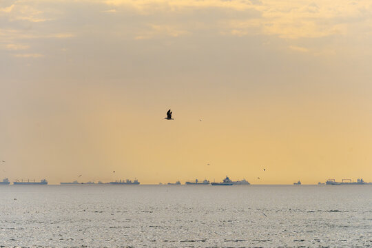 Cargo ships and flying birds at sea during golden hour